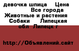 девочка шпица  › Цена ­ 40 000 - Все города Животные и растения » Собаки   . Липецкая обл.,Липецк г.